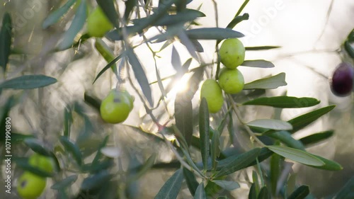 olive harvest in provence with sun