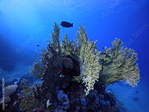 Coral reef and swimming fish in the deeper tropical blue sea. Underwater photography, scuba diving adventure. Marine life in the ocean, underwater coral reef exploration trip. Aquatic wildlife. photo