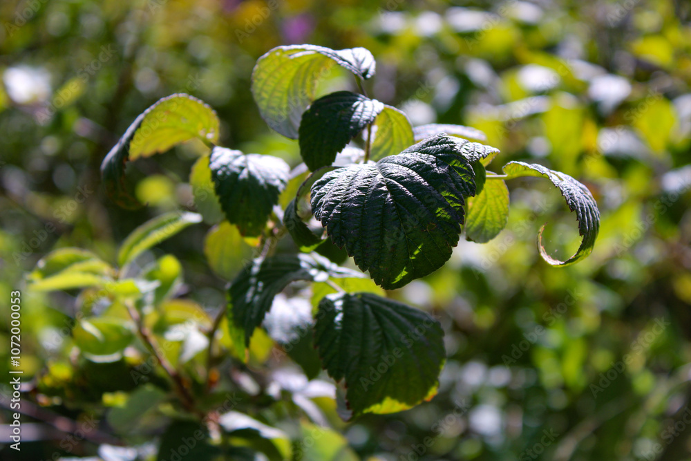 Φωτογραφία Foglia verde arricciata con riflessi di sole con sfondo sfocato di foglie