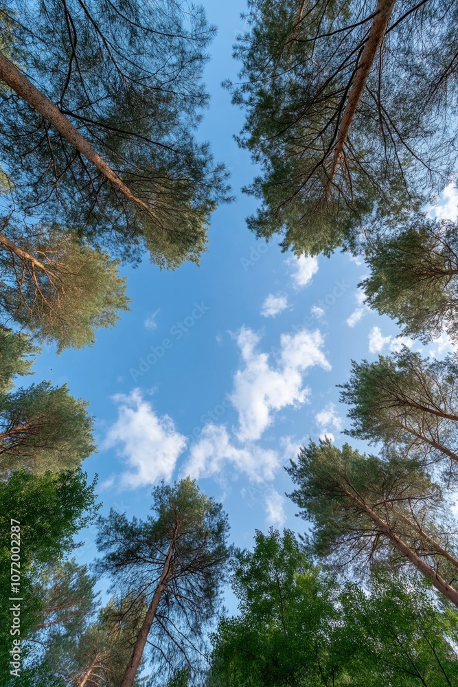 Obraz premium A forest with a blue sky above it. The trees are tall and green