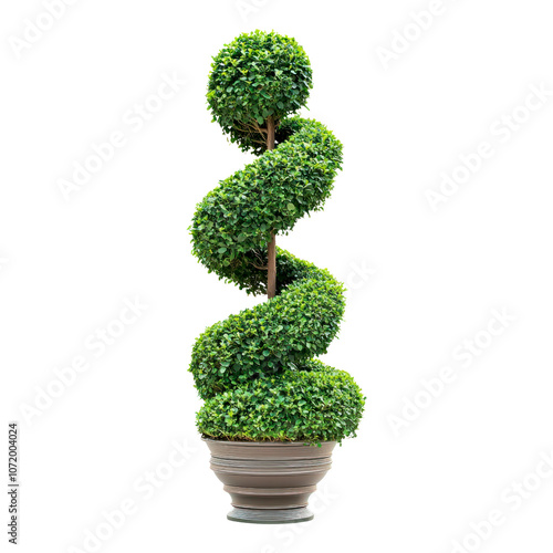Spiral potted green tree. Isolated on transparent background.