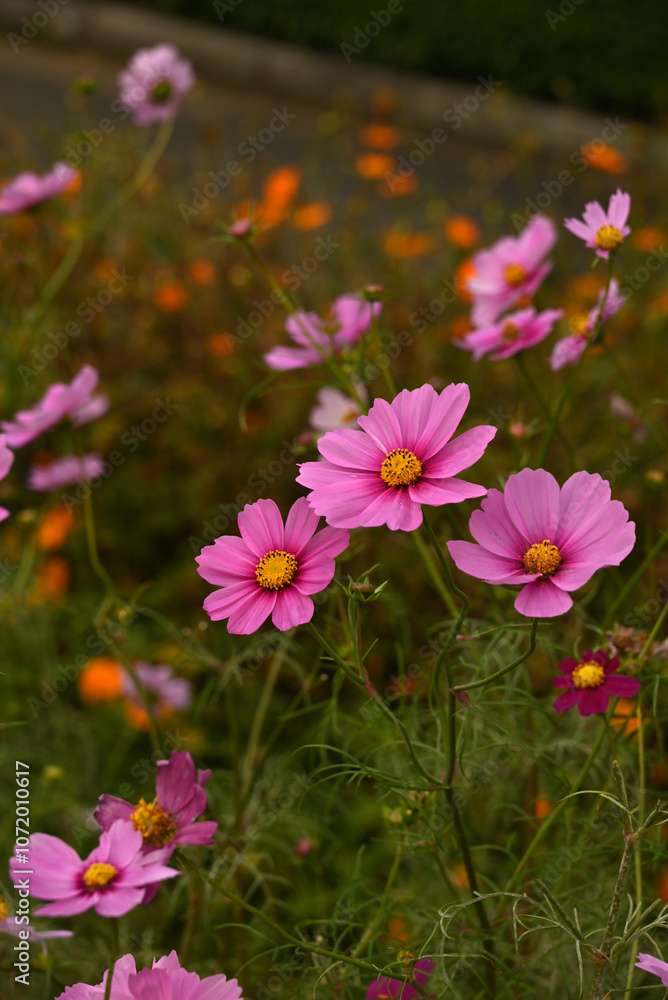 Obraz premium ピンク色のコスモス