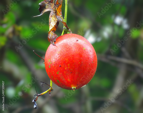 Close-up of a ripe Trichosanthes tricuspidata fruit hanging from a vine, with a dewy surface and blurred green background. Trichosanthes photo