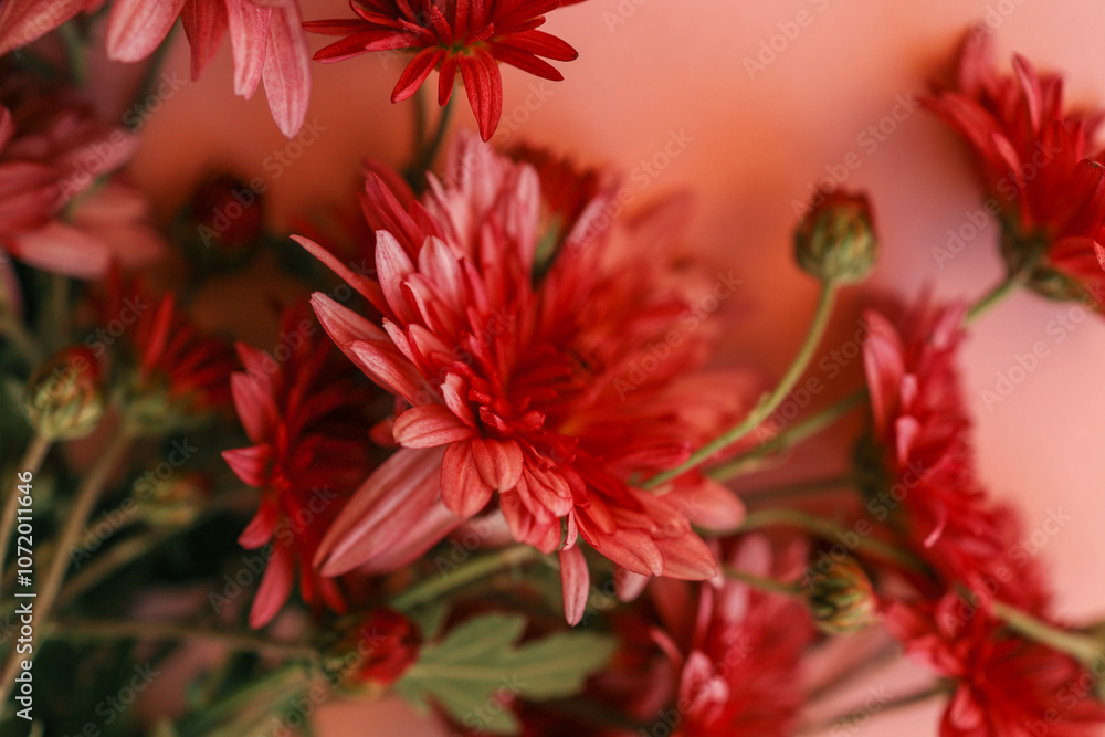 Red chrysanthemums arranged against a soft pink background, creating a vibrant and elegant floral composition perfect for seasonal, romantic, or aesthetic themes Red chrysanthemums arranged against a soft pink background, creating a vibrant and elegant floral composition perfect for seasonal, romantic, or aesthetic themes