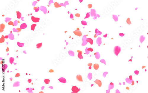 Rose Red and pink petals or sakura flying petals, romantic background with realistic pink cherry flower petals flow or falling motion. Love, romance, floral spring season