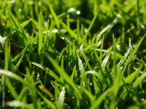 Lush, vibrant green grass with dew drops in the early morning sunlight, close-up, rejuvenating, growth
