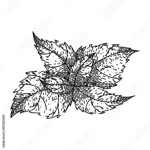 tea nettle hand drawn. antique classic, infusion collectible, heirloom brew tea nettle vector sketch. isolated black illustration