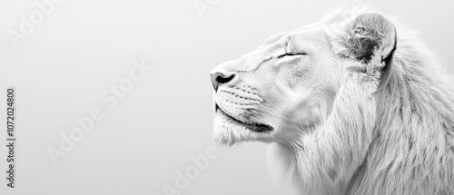 A black and white photo of a white lion with its eyes closed