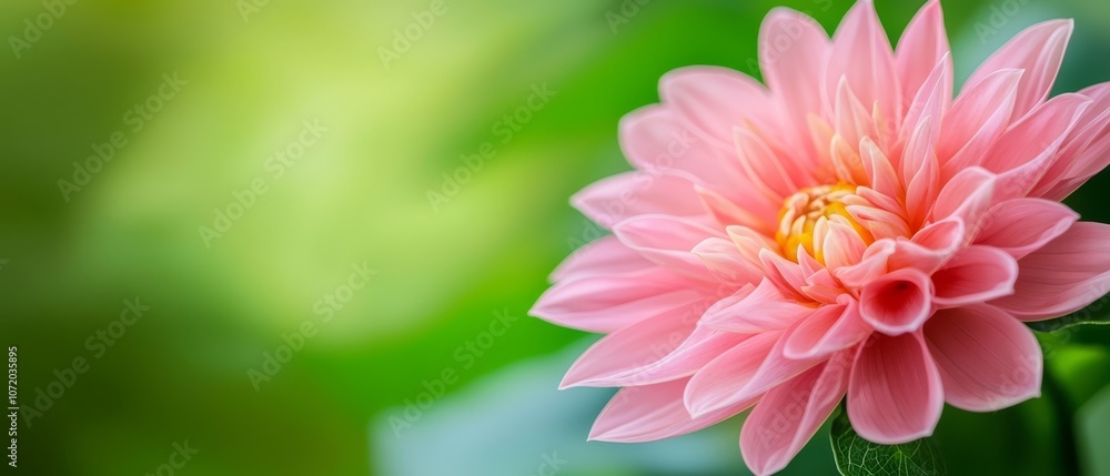 Fototapeta premium A pink flower with a yellow center on a green background