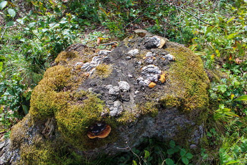 Vecchio ceppo di albero tagliato ricoperto di muschio e funghi con erba di prato photo