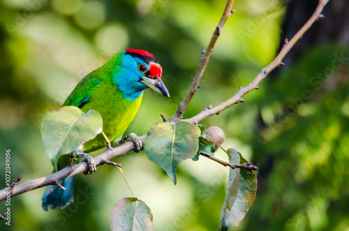 Blue-throated Barbet - Margalla Hills, Islamabad