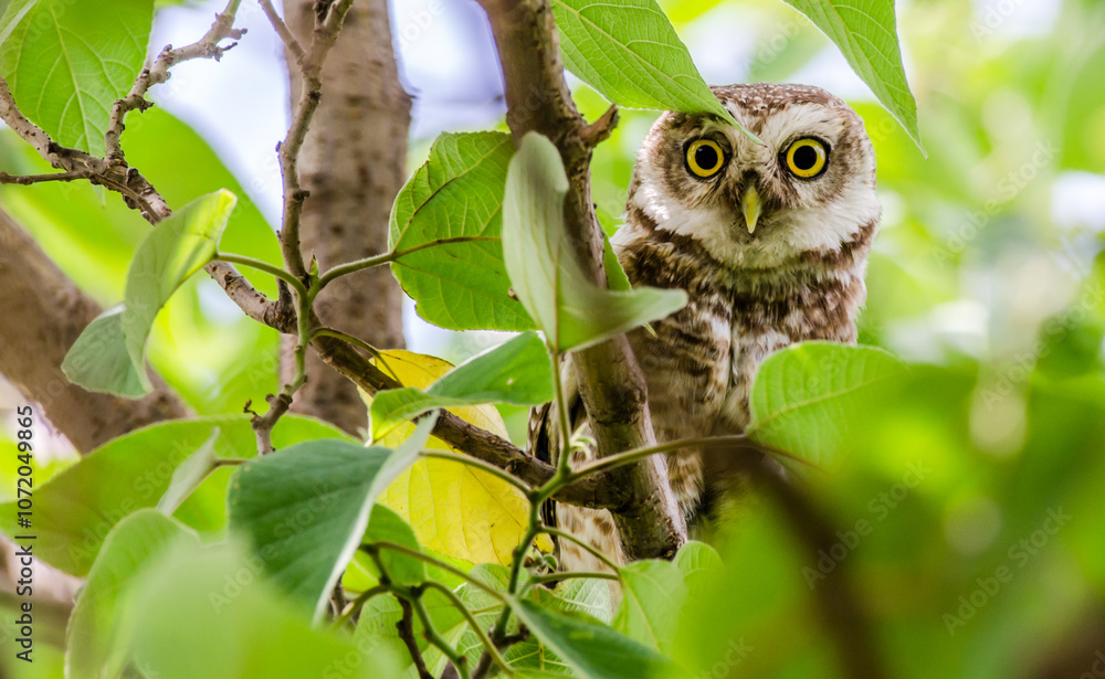 Owl hiding in the tree - Cute Spotted Owlet hiding behind leaves. Owl hiding in the tree - Cute Spotted Owlet hiding behind leaves.