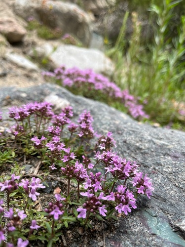 Wildflowers on the rocks