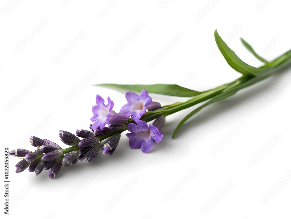 Fototapeta premium flowers on white background