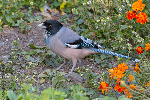 Black-headed Jay, or Lanceolated jay (Garrulus lanceolatus), Himalayan foothills of Uttarakhand, India. photo