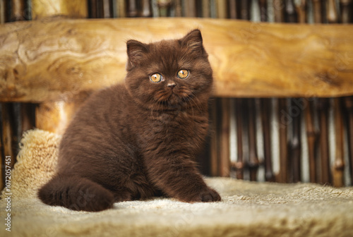 Edle Luxus Katze , imposant Britisch Kurzhaar und Langhaar