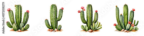 collection of vibrant cacti with pink flowers, showcasing various shapes and sizes, perfect for desert themed designs photo