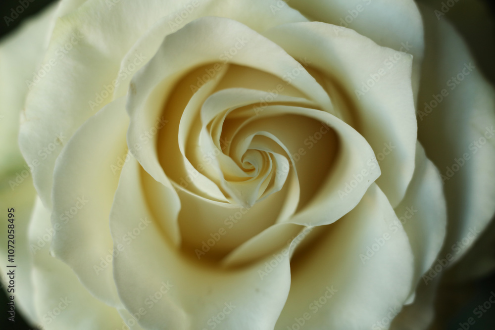 White rose close up. Macro shot. Shallow depth of field. White rose close up. Macro shot. Shallow depth of field.