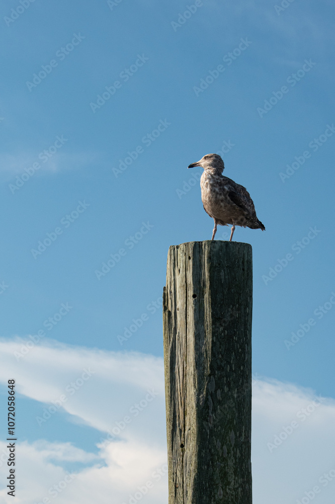 Obraz premium seagull on a post