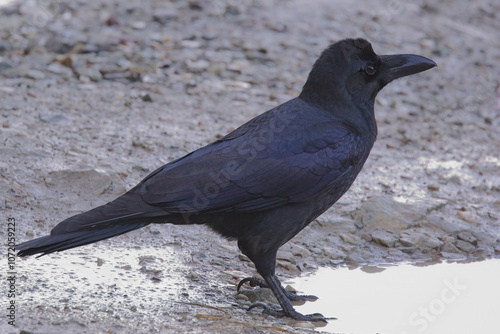 Large-billed Crow (Corvus macrorhynchos), on the ground at a puddle, Uttarakhand, India. photo