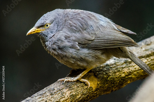 Common Babbler -- Birds of Pakistan - Margalla Hills, Islamabad