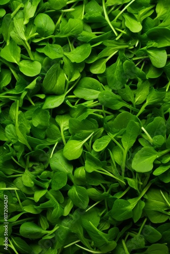 Wallpaper Mural background with lots of fresh Arugula. best for poster, banner and flyer Torontodigital.ca