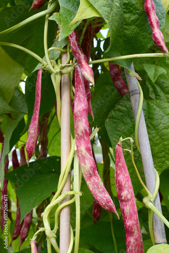 Red pods of cranberry beans hang among foliage