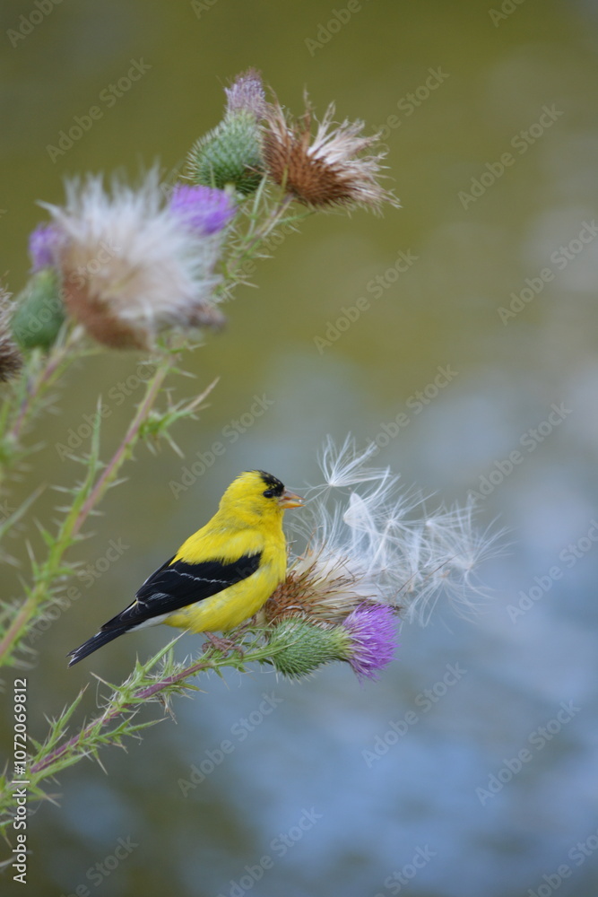 American Goldfinch