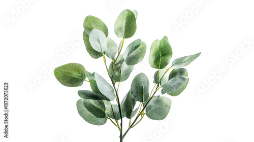  Eucalyptus branch with fresh green leaves, commonly used in floral arrangements for its aromatic scent and elegant foliage.
