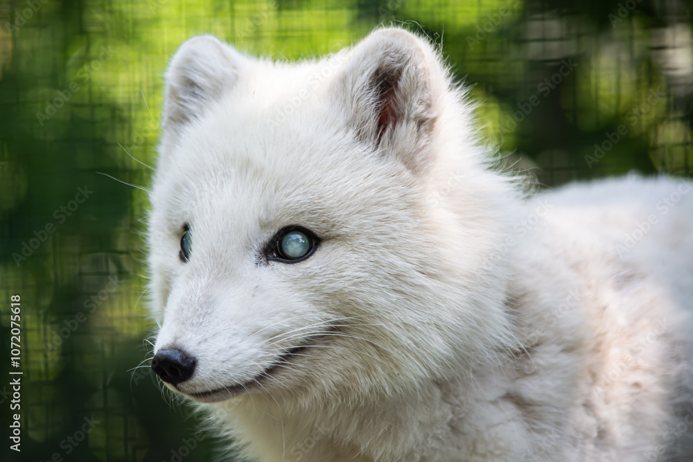 Portrait d'un renard polaire d'arctique Portrait d'un renard polaire d'arctique