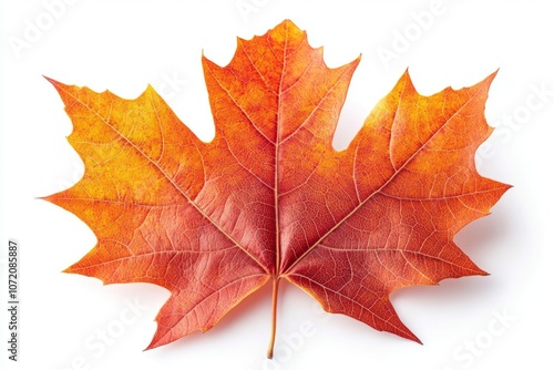 Wallpaper Mural Vibrant Autumn Maple Leaf Isolated on White Background Torontodigital.ca