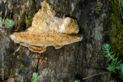 The thick-walled maze polypore Fomitopsis quercina - saprophytic fungus on oak tree stump in garden, Ukraine