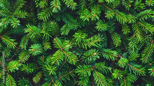 christmas background with pine cones