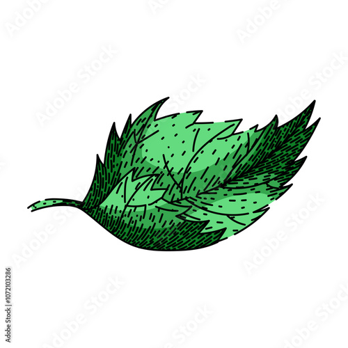 herbal nettle hand drawn. retro tea, antique classic, infusion collectible herbal nettle vector sketch. isolated color illustration