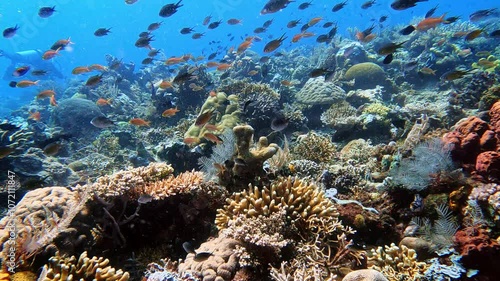Komodo, Indonesia: Underwater footage of an healthy coral reef in the Sebayur Kecil dive site in the Komodo park near Labuan Bajo in Flores