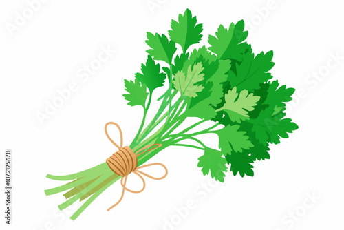 Coriander or cilantro (herb) tied in a bunch with twine, isolated on white