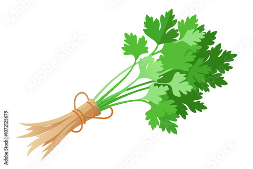 Coriander or cilantro (herb) tied in a bunch with twine, isolated on white