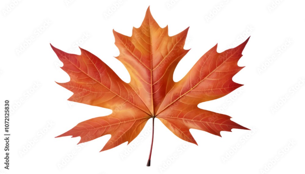 Vibrant Autumn Maple Leaf in Red and Orange Vibrant Autumn Maple Leaf in Red and Orange