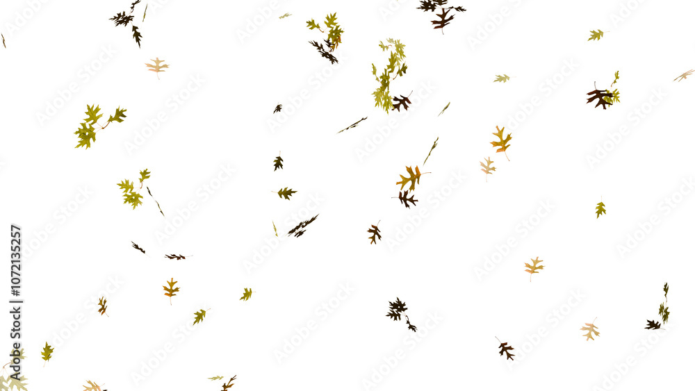 Isolated beautiful falling autumn fall oak leaves Isolated beautiful falling autumn fall oak leaves