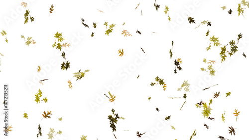 Isolated beautiful falling autumn fall oak leaves