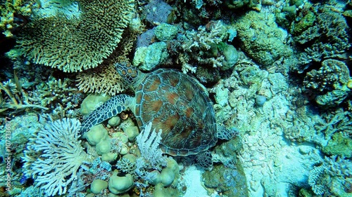 Wallpaper Mural Komodo, Indonesia: Underwater overhead footage of a sea turtle in the Sebayur Kecil dive site in the Komodo park near Labuan Bajo in Flores. Shot in slow motion.  Torontodigital.ca