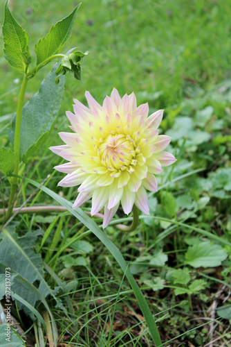 Fiore Dahlia Asteraceae con erba