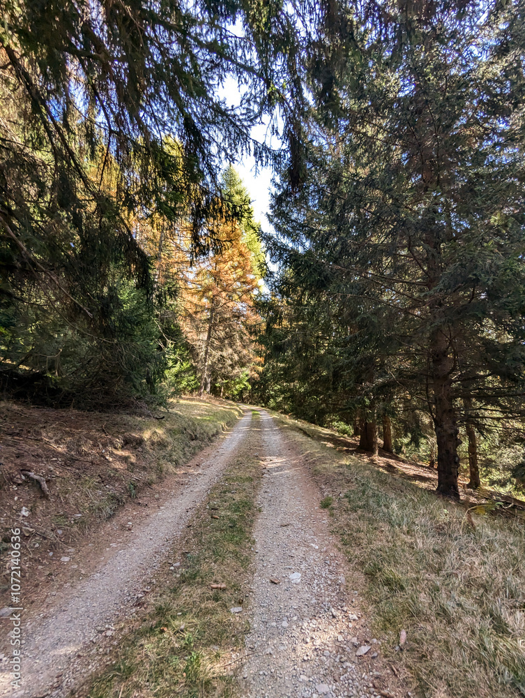 Obraz premium path in the woods