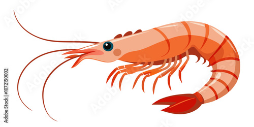 illustration of shrimp, shrimp vector art