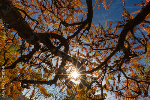 Sonnenstrahlen im Herbst mit einem Bau im vordergrund