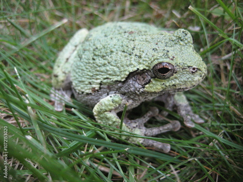 Gray Treefrog photo