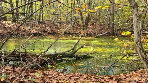 Une molière inondée dans une forêt de châtaigniers de la vallée de Chevreuse à l'automne photo