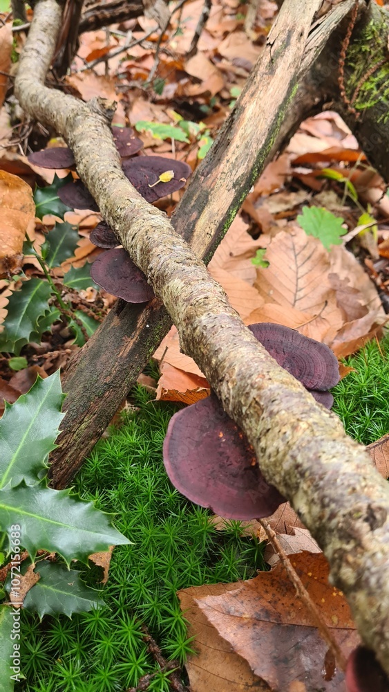 Un beau champignon de souche dans une forêt de châtaignier de la vallée de Chevreuse Un beau champignon de souche dans une forêt de châtaignier de la vallée de Chevreuse