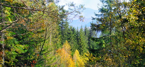 Colorful autumn landscape in the forest and bright Sun. Carpathian Mountains, Ukraine.