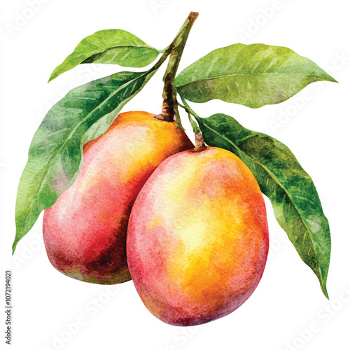  Mango fruit watercolor clipart illustration